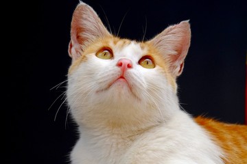 Cute cat, photographed from the front, are looking up, like he was hoping something