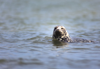 Halichoerus grypus