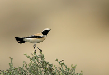 Desert wheatear 