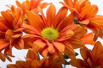 Close up of the orange chrysanthemum flowers
