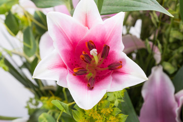 Fototapeta na wymiar Close up of pink lily flower