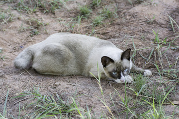 Thailand cat lying on the ground and look for something
