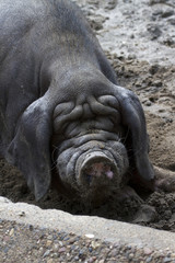 Fototapeta premium mask pig