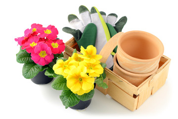 two primroses in flowerpots with garden gloves