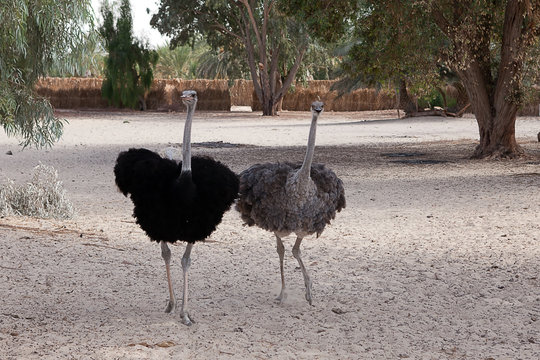 pair of African ostrich black and gray running