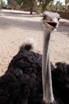 Ostrich head afrikanskogos black beak