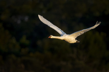 A large Mute Swan takes flight in the early morning sun against an almost all black background.