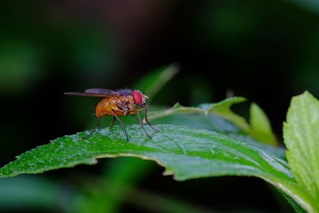 Small orange fly, perched on a leaf, photographed with a dark background