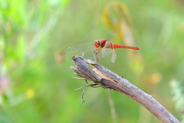 Dragonfly perched on wood, resting after searching for prey