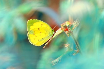 Beautiful butterfly perched on leaf, with dreamy green background