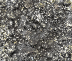 background black mold on the spoiled food