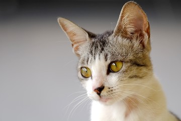 Cute cat seem daydreaming or thingking about something