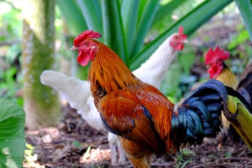 Three chickens wandering around in the garden, one of them is red rooster