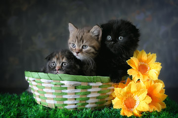 Group of small striped kittens in an old basket