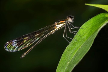 Sharp sideview images of black damselfly perching on leaf