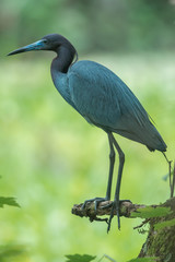 Little Blue Heron, Egretta caerulea. Wildlife from tropic forest.