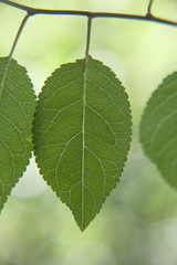 Leaf veins 