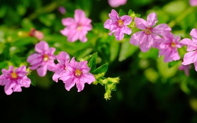 beautiful formation of red little flowers