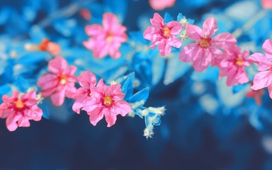 beautiful formation of red little flowers, with beautiful blue atmosphere