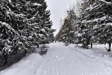 Bench in the park alley covered with snow