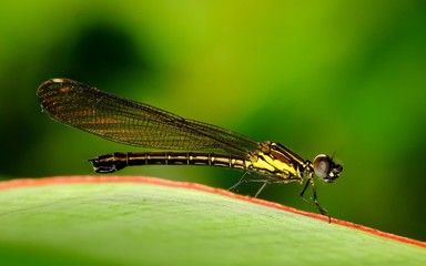 Photo of  little damselfly perching and resting in some leaf, with beautiful green background