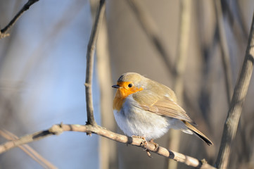 Perching Robin in winter