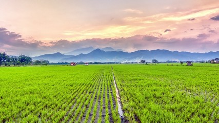 Very vast, broad, extensive, spacious rice field, streched into the horizon, behind it is a line of hills and mountains that also expansive, and beautiful cloud yellow sky
