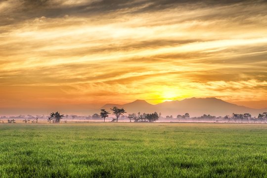 Very vast, broad, extensive, spacious rice field, streched into the horizon. Trees in far away.  Beautiful and unreal cloud and red sky.. This photo captured at sunrise