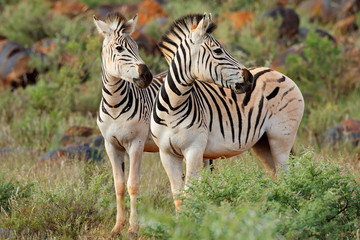 Obraz na płótnie Canvas Two plains (Burchells) zebras (Equus burchelli) in natural habitat, South Africa.