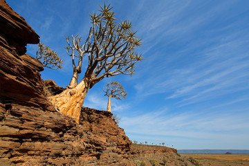 Landscape with rocky mountain and quiver trees (Aloe dichotoma), Northern Cape, South Africa .
