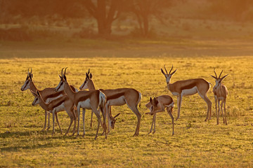 Springbok antelopes (Antidorcas marsupialis) at sunrise, Kalahari desert, South Africa.