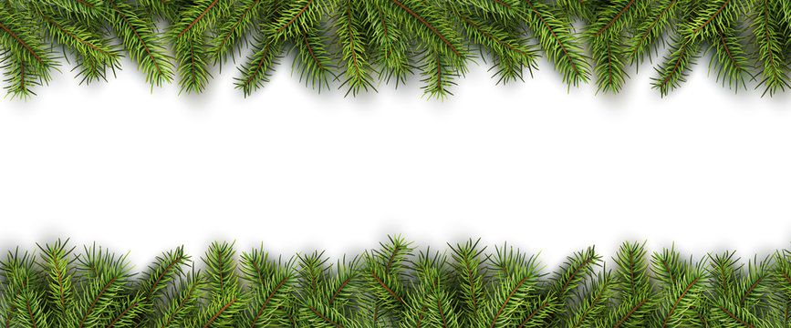 Christmas background green pine tree branches on white