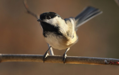 mésange en nature
