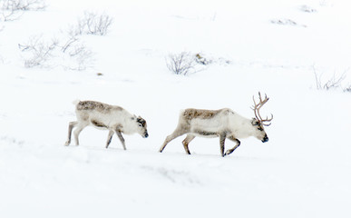 reindeer in its natural environment in scandinavia 