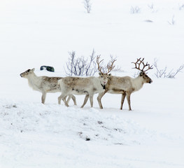 Naklejka premium reindeer in its natural environment in scandinavia 