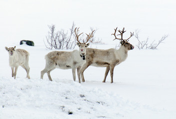 reindeer in its natural environment in scandinavia 