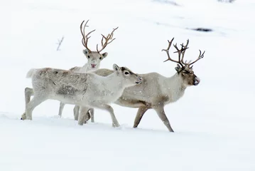 Crédence en verre imprimé Renne renne dans son environnement naturel en scandinavie