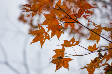 Maple leaf red in the blue sky.