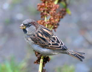 Eurasian tree sparrow