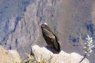 Canyon Keeper