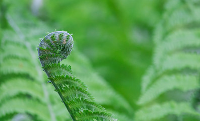 Growing fern on green background