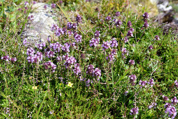 Fototapeta premium wild thyme growing on rock in austria.
