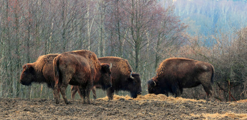 Bizomy © Wojciech Lisiński