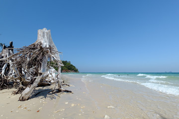 Fototapeta premium tree roots look like human at beach at Bulone le island, Satun p