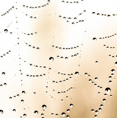 The spider web with dew drops.
