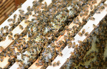bee keeper looking at frames of honey bee hive.