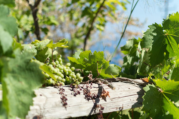 Weintrauben auf Ikaria, Griechenland