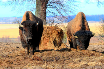 Bizomy © Wojciech Lisiński