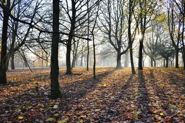A frosty woodland landscape.