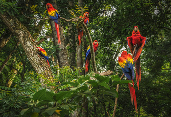 Scarlet macaws in a tree - obrazy, fototapety, plakaty